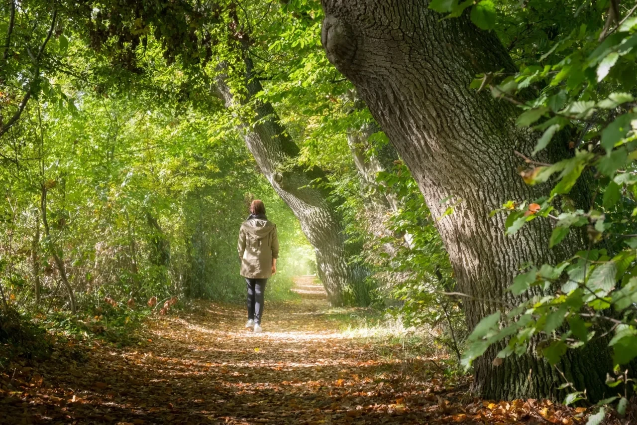Spaziergang im Wald: regelmäßiges Laufen reduziert Mortalitätsrisiko bei Brustkrebspatientinnen