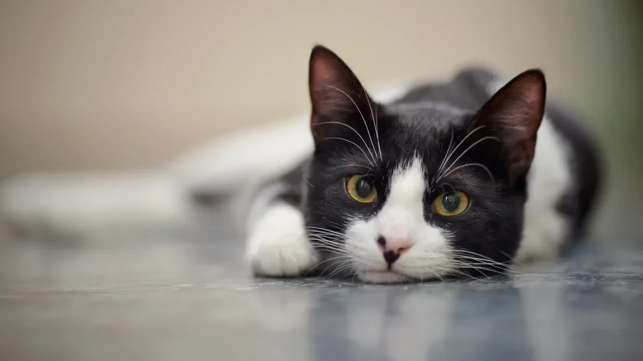 Katze
