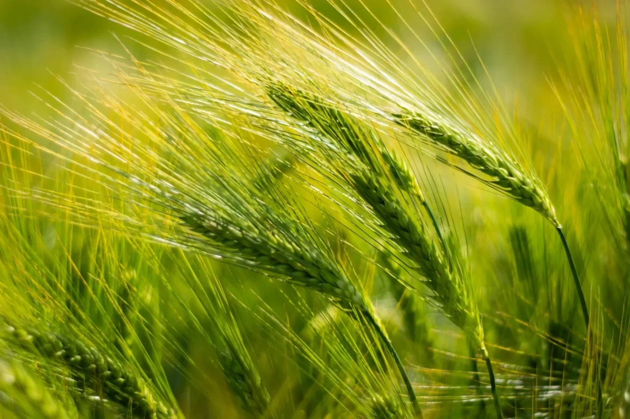 Grünes Gerstenfeld in Nahaufnahme, im Hintergrund feiner Sprühnebel beim Ausbringen von Pestiziden über den Pflanzen