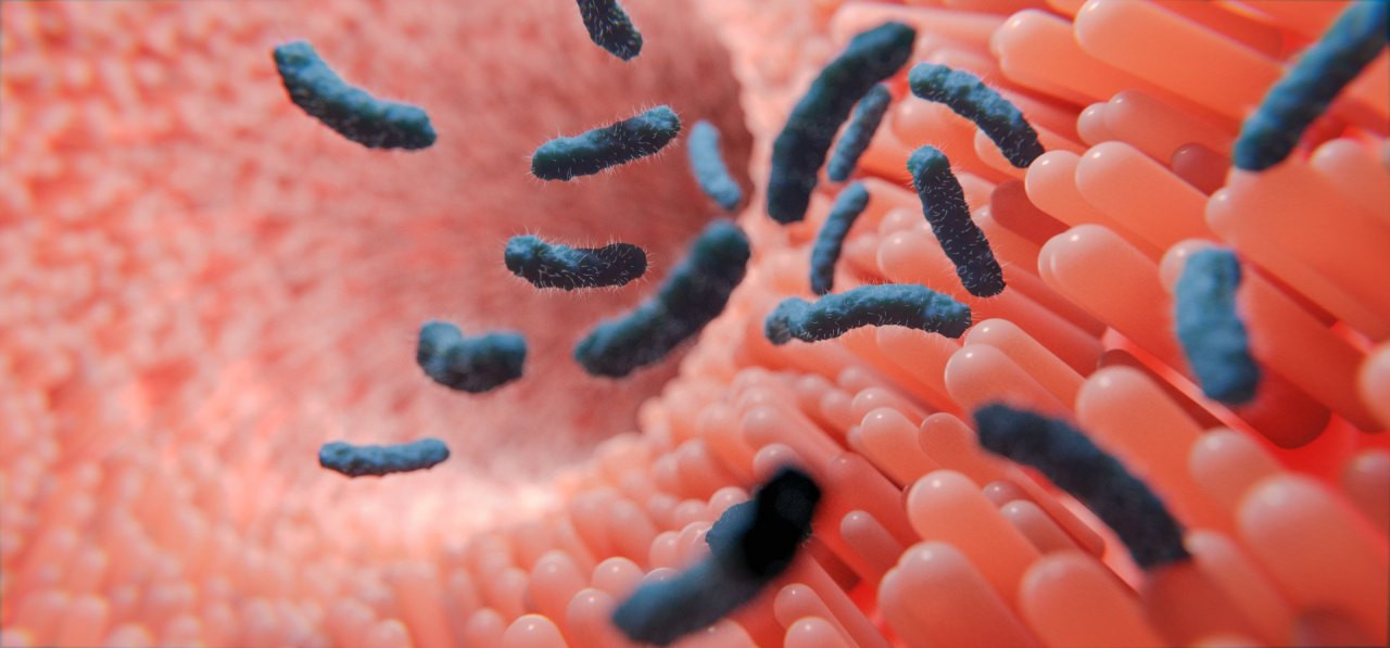 Mikroflora im Darm beeinflusst Integrität der Darmschleimhaut