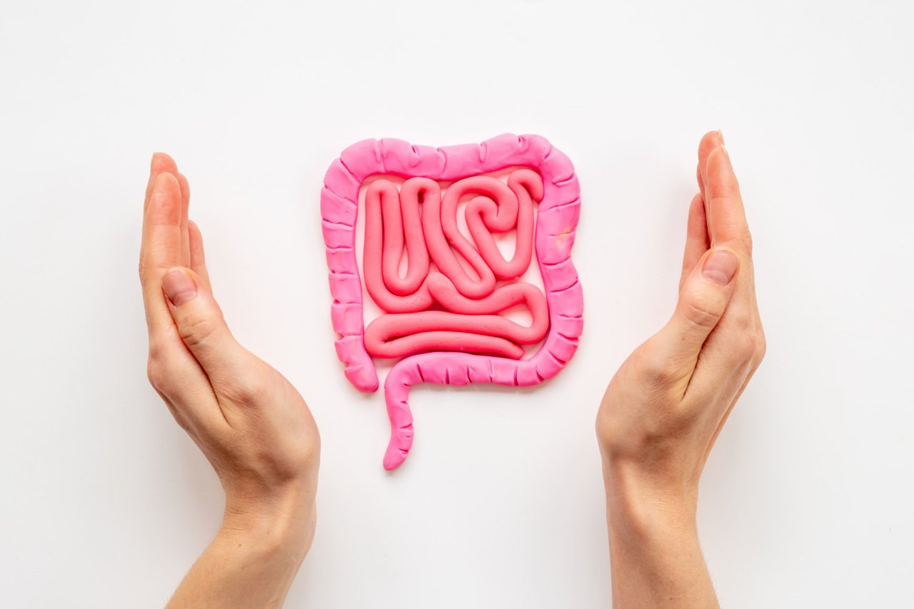 Human intestines colon organ shape with hands. Digestive tract p