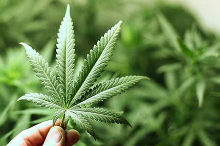Mehrere grüne Cannabispflanzen mit gezackten Blättern wachsen dicht nebeneinander in einer professionellen Anbauumgebung.