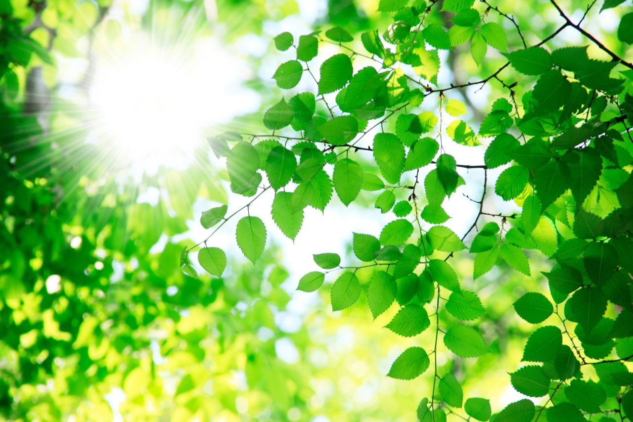 Sonnenstrahlen fallen durch frische grüne Blätter – Symbol für Hoffnung und Neubeginn.
