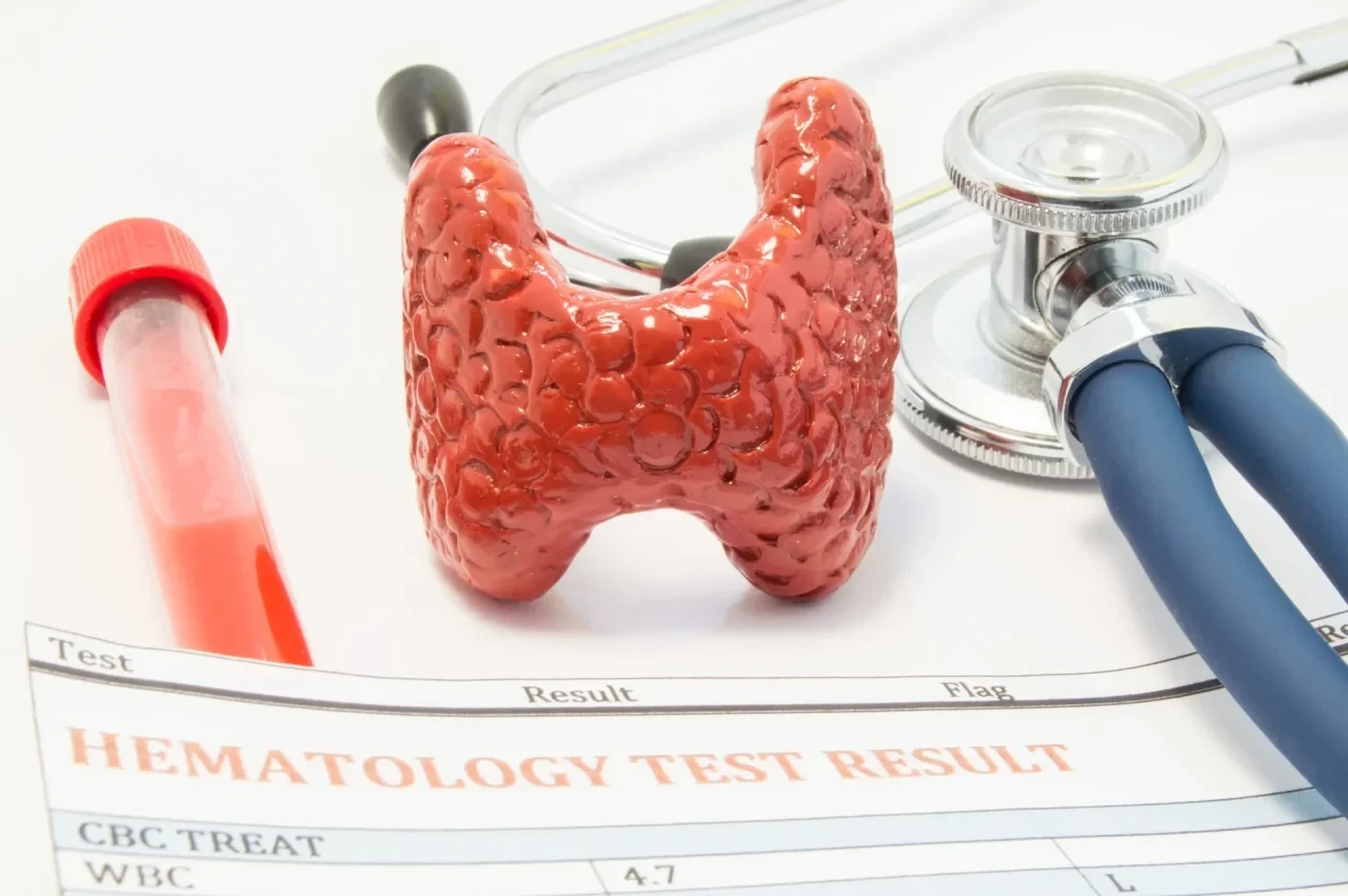 Schmetterlingsförmige Schilddrüse im anatomischen Modell.