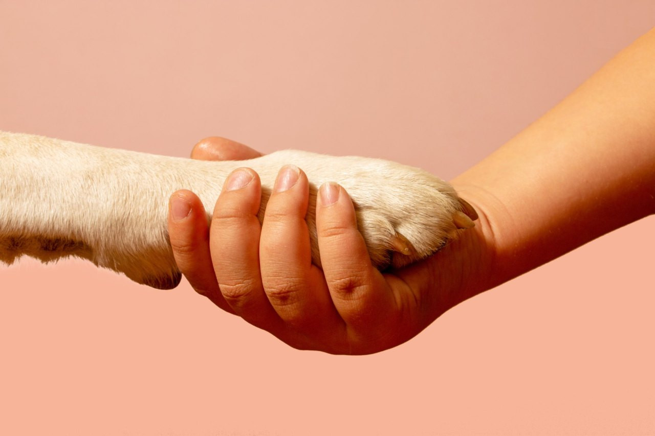 Eine menschliche Hand hält die Pfote eines Hundes