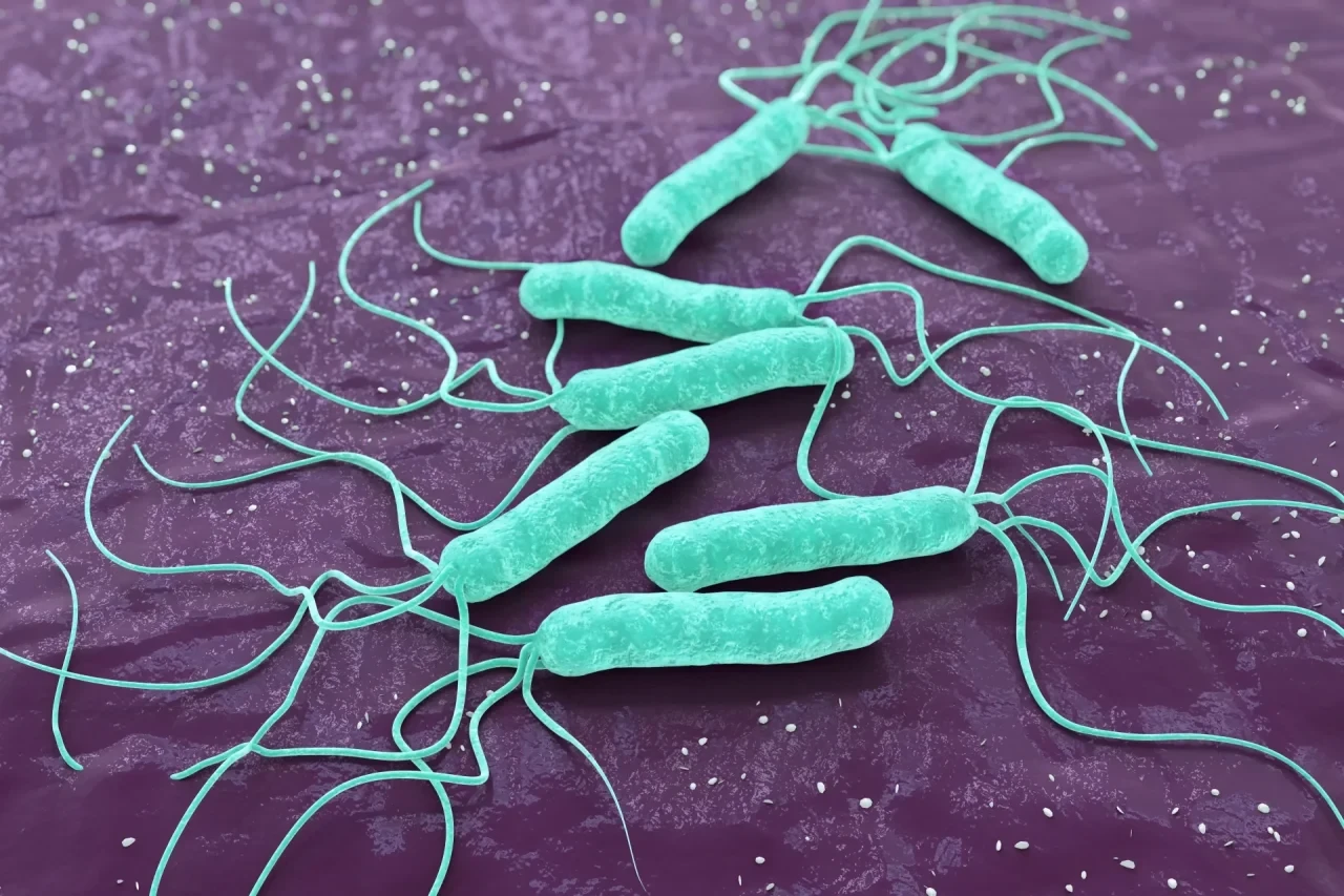 Mikroskopische Darstellung von Helicobacter pylori
