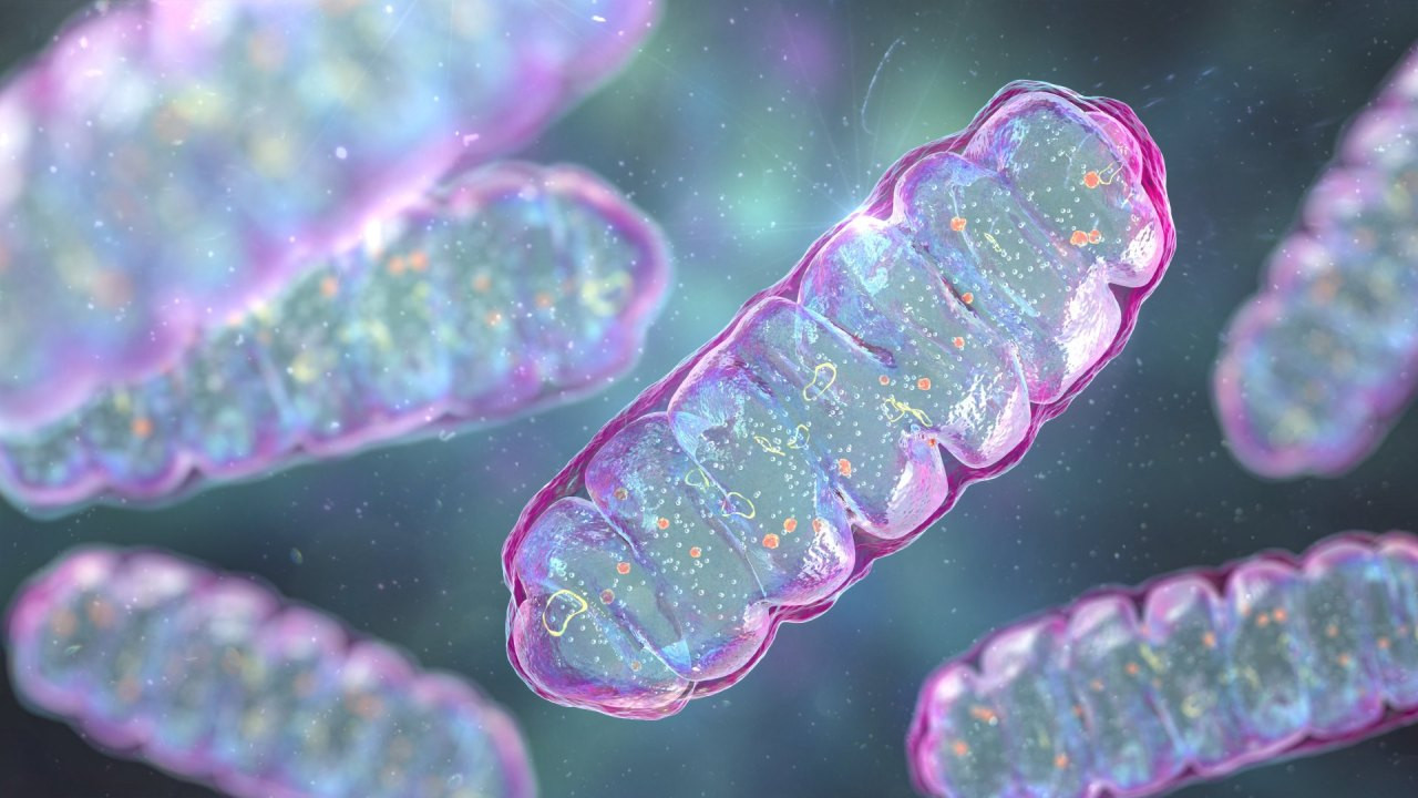 Mitochondria, a membrane-enclosed cellular organelles producing energy, 3D illustration