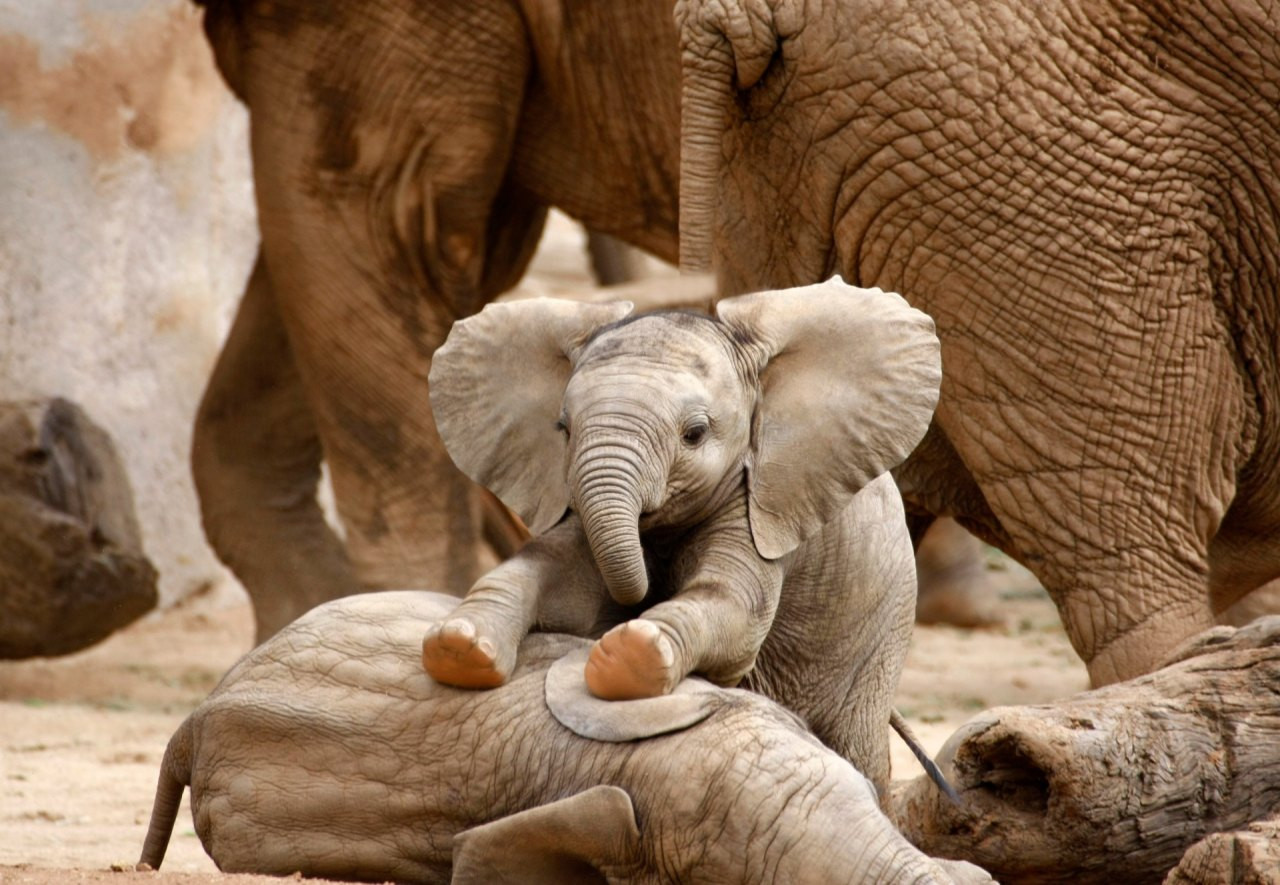 Baby elephants playing together