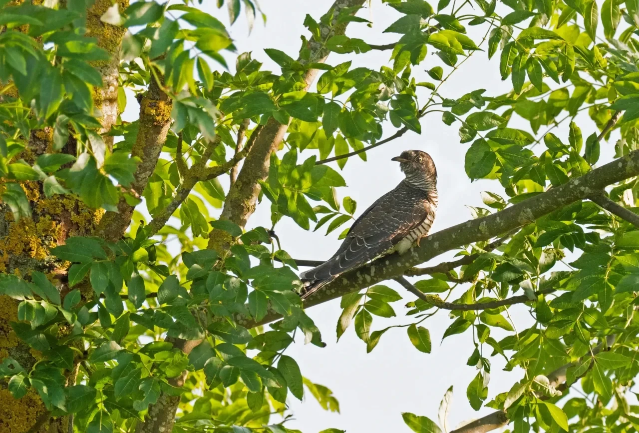 Ein Kuckuck (Cuculus canorus) sitzt zwischen Blättern auf einem Ast