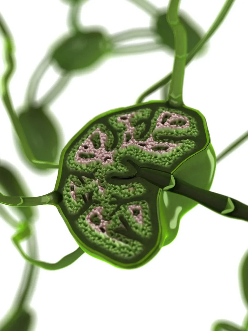 Lymphknoten (Illustration), einer der Knoten ist angeschnitten sodass man in sein Inneres blicken kann.