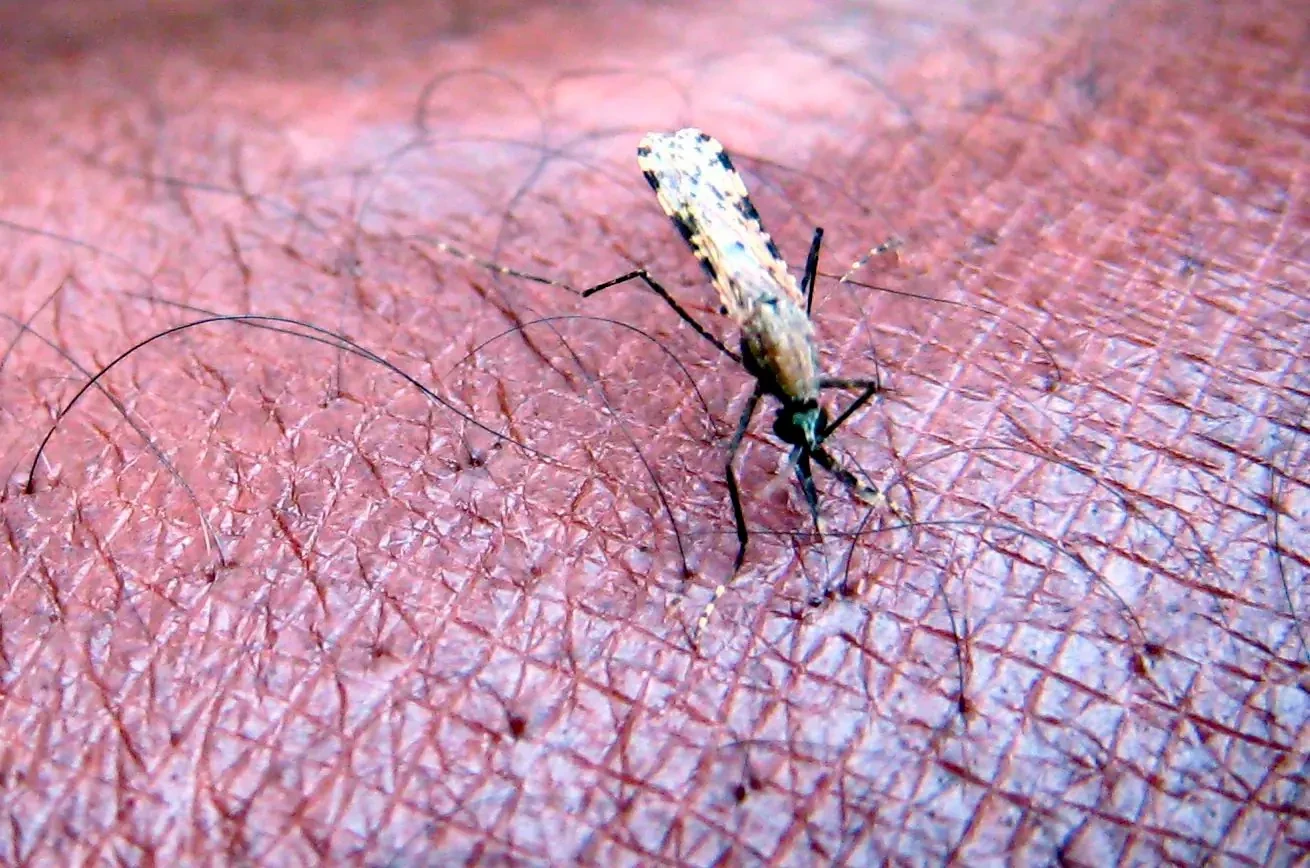 Eine Mücke der Gattung «Anopheles gambiae», ein bekannter Verbreiter der Malaria-Erkrankung, saugt Blut aus dem Arm eines Wissenschaftlers am Internationalen Institut für Insektenforschung (ICIPE).