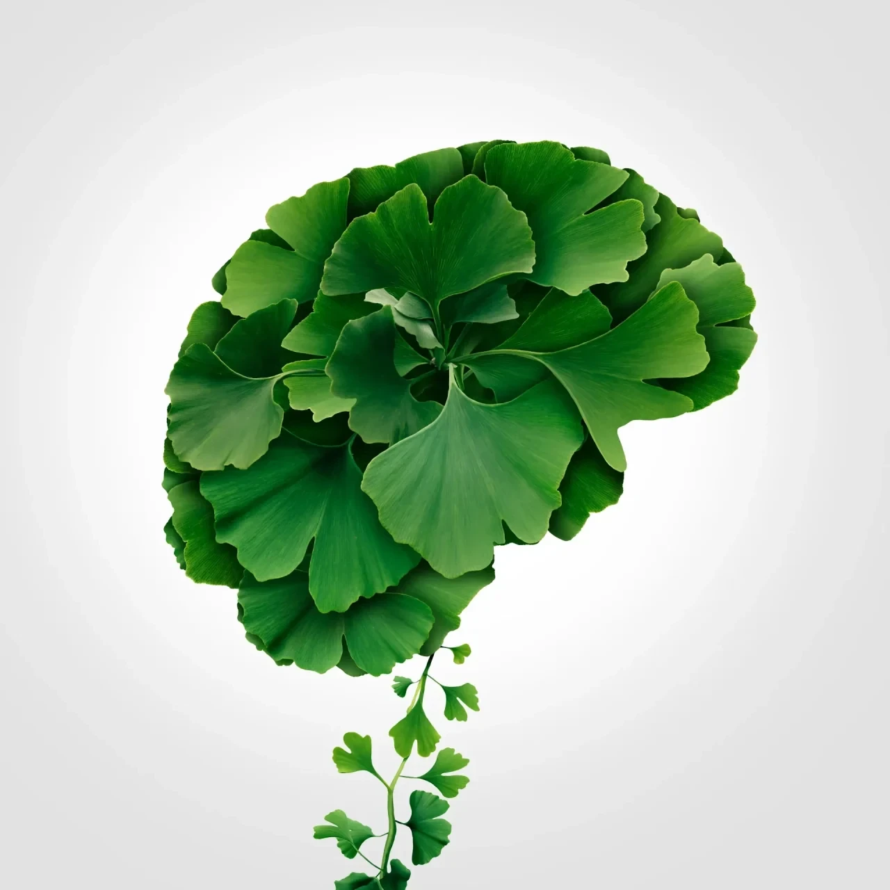 Stilisiertes menschliches Gehirn aus grünen Ginkgoblättern