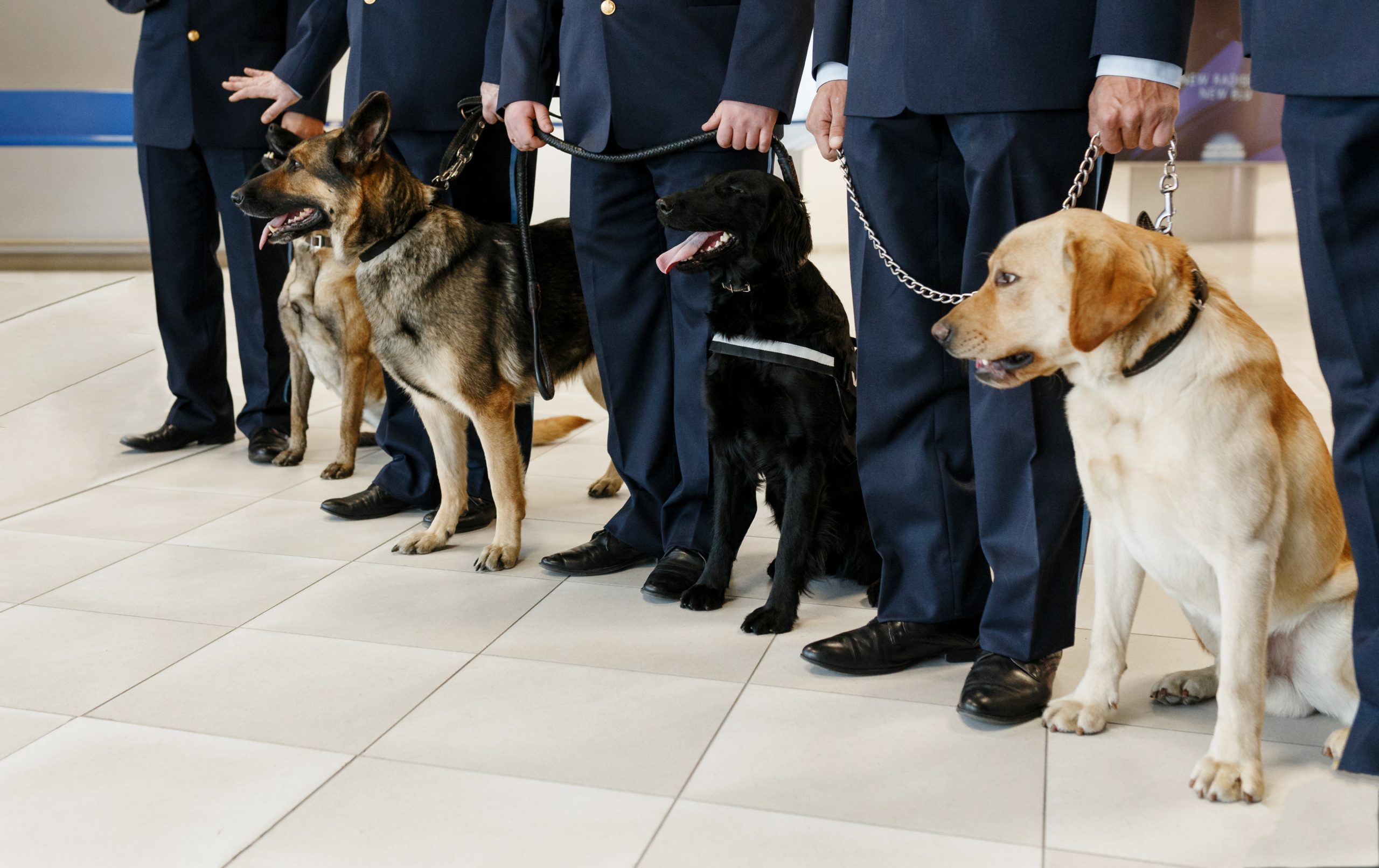 Zollhund erschnüffelt 25.000 Potenzmittel-Tabletten am Flughafen Wien – Schmugglerin wird gestoppt. ©Dragosh/stock.adobe.com